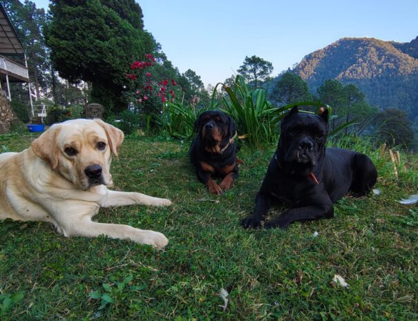 dogs